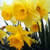 Daffodils05